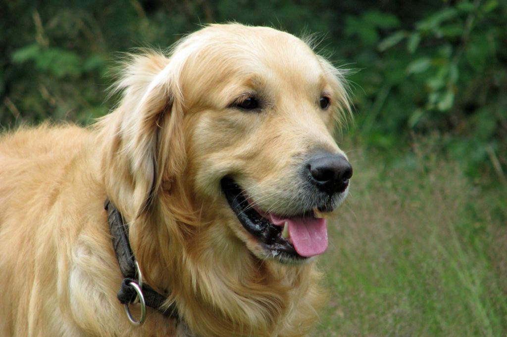 Dog Friendly Campsite in Warrington